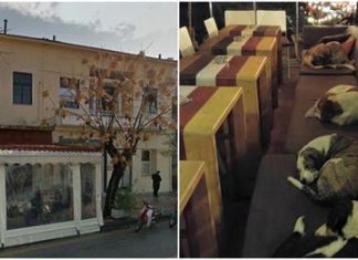 This Cafe Opens Its Doors to Stray Dogs Every Night