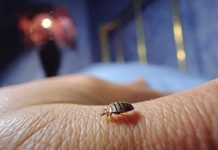 4 Unexpected Places That Bed Bugs Like To Hide