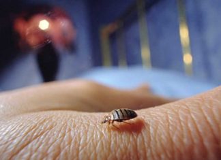 4 Unexpected Places That Bed Bugs Like To Hide