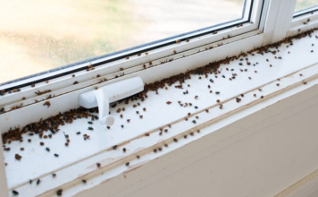Resolved What are those little black bugs near the window?