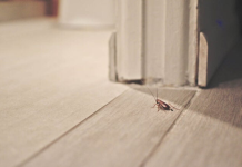 Solved! What Are the Small, Tiny Brown Bugs in My House?