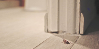 Solved! What Are the Small, Tiny Brown Bugs in My House?