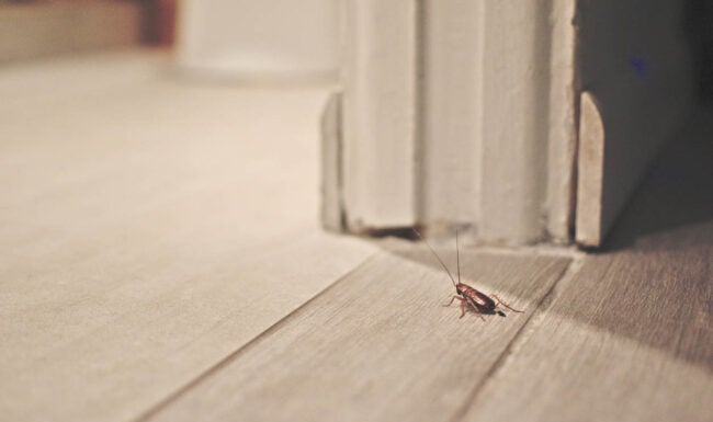 Solved! What Are the Small, Tiny Brown Bugs in My House?