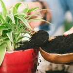 15 Clever Ways You Should Be Using Coffee Grounds Around the House