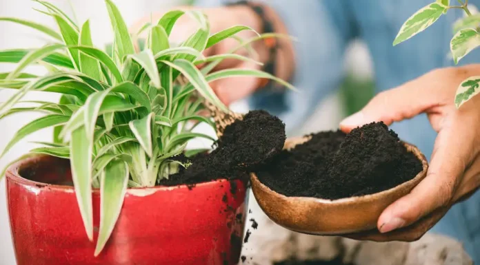 15 Clever Ways You Should Be Using Coffee Grounds Around the House