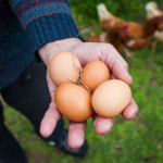 What egg yolk color can reveal about the chicken it came from