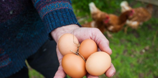 What egg yolk color can reveal about the chicken it came from