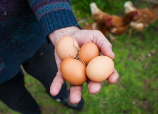 What egg yolk color can reveal about the chicken it came from