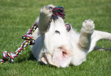 These Hacks Will Make Every Dog Owner’s Life Easier