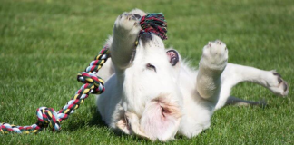 These Hacks Will Make Every Dog Owner’s Life Easier