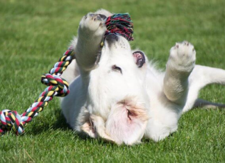 These Hacks Will Make Every Dog Owner’s Life Easier