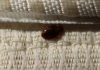 Solved! What Attracts Bed Bugs?
