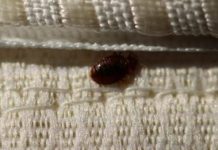 Solved! What Attracts Bed Bugs?