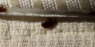 Solved! What Attracts Bed Bugs?