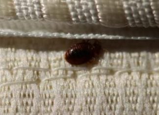 Solved! What Attracts Bed Bugs?