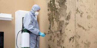 Solved! Who Do You Call for Mold Inspection?