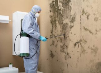 Solved! Who Do You Call for Mold Inspection?