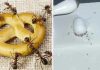Here are 8 inexpensive and easy ways to get rid of ants in your home