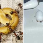 Here are 8 inexpensive and easy ways to get rid of ants in your home
