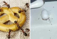 Here are 8 inexpensive and easy ways to get rid of ants in your home
