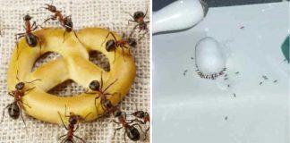Here are 8 inexpensive and easy ways to get rid of ants in your home