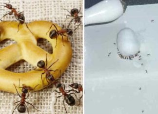 Here are 8 inexpensive and easy ways to get rid of ants in your home