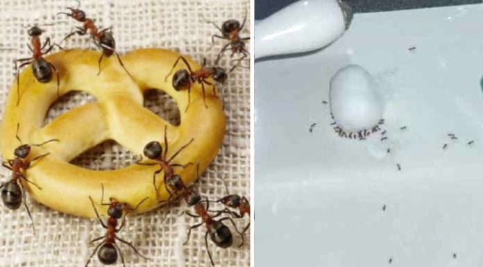 Here are 8 inexpensive and easy ways to get rid of ants in your home