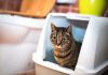 Does Your Home Smell Funny? 12 Odors That Could Mean Big Trouble
