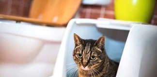 Does Your Home Smell Funny? 12 Odors That Could Mean Big Trouble