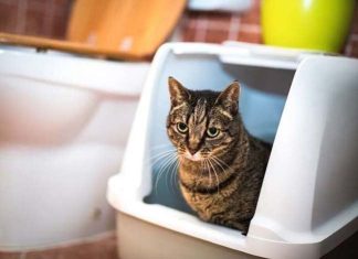 Does Your Home Smell Funny? 12 Odors That Could Mean Big Trouble