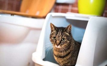 Does Your Home Smell Funny? 12 Odors That Could Mean Big Trouble