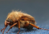 10 Tiny Bugs in Your House—And How to Get Rid of Them