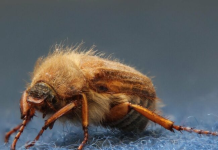 10 Tiny Bugs in Your House—And How to Get Rid of Them