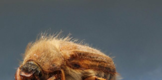 10 Tiny Bugs in Your House—And How to Get Rid of Them