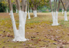 Solved! Why Are Trees Painted White?