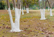 Solved! Why Are Trees Painted White?