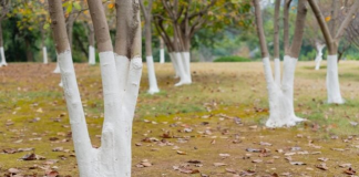 Solved! Why Are Trees Painted White?