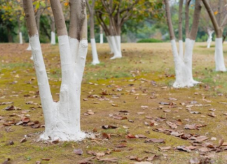 Solved! Why Are Trees Painted White?