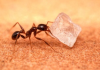 How to get rid of sugar ants: 5 steps to follow