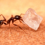 How to get rid of sugar ants: 5 steps to follow