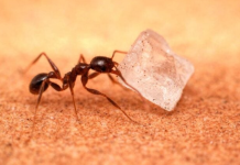 How to get rid of sugar ants: 5 steps to follow