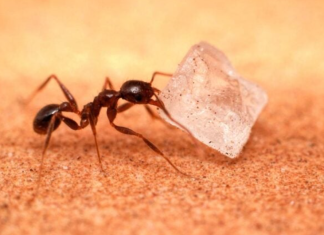 How to get rid of sugar ants: 5 steps to follow