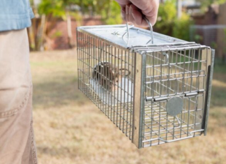 How to get rid of mice forever in 11 steps