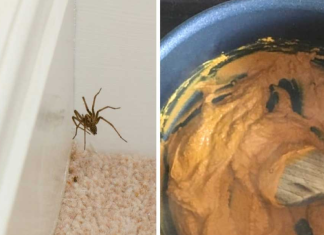 7 ways to get rid of spiders in a house naturally