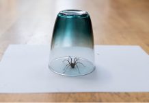 Question Why You Might Not Want To Kill The Spiders Hanging Around Your Home