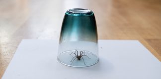 Question Why You Might Not Want To Kill The Spiders Hanging Around Your Home
