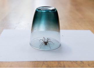 Question Why You Might Not Want To Kill The Spiders Hanging Around Your Home