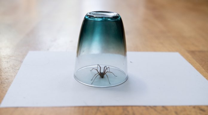 Question Why You Might Not Want To Kill The Spiders Hanging Around Your Home