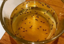 Here is an easy and effective way to eliminate fruit flies.