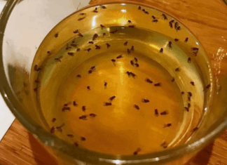 Here is an easy and effective way to eliminate fruit flies.